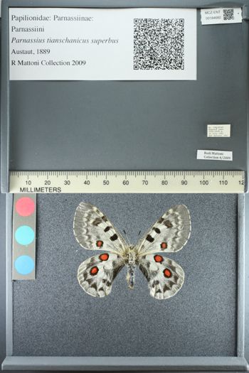 Media type: image;   Entomology 184682